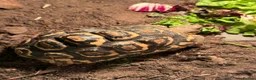 Tortoise reptiles for sale: Leopard tortoises and table plus lights  - Advert 3