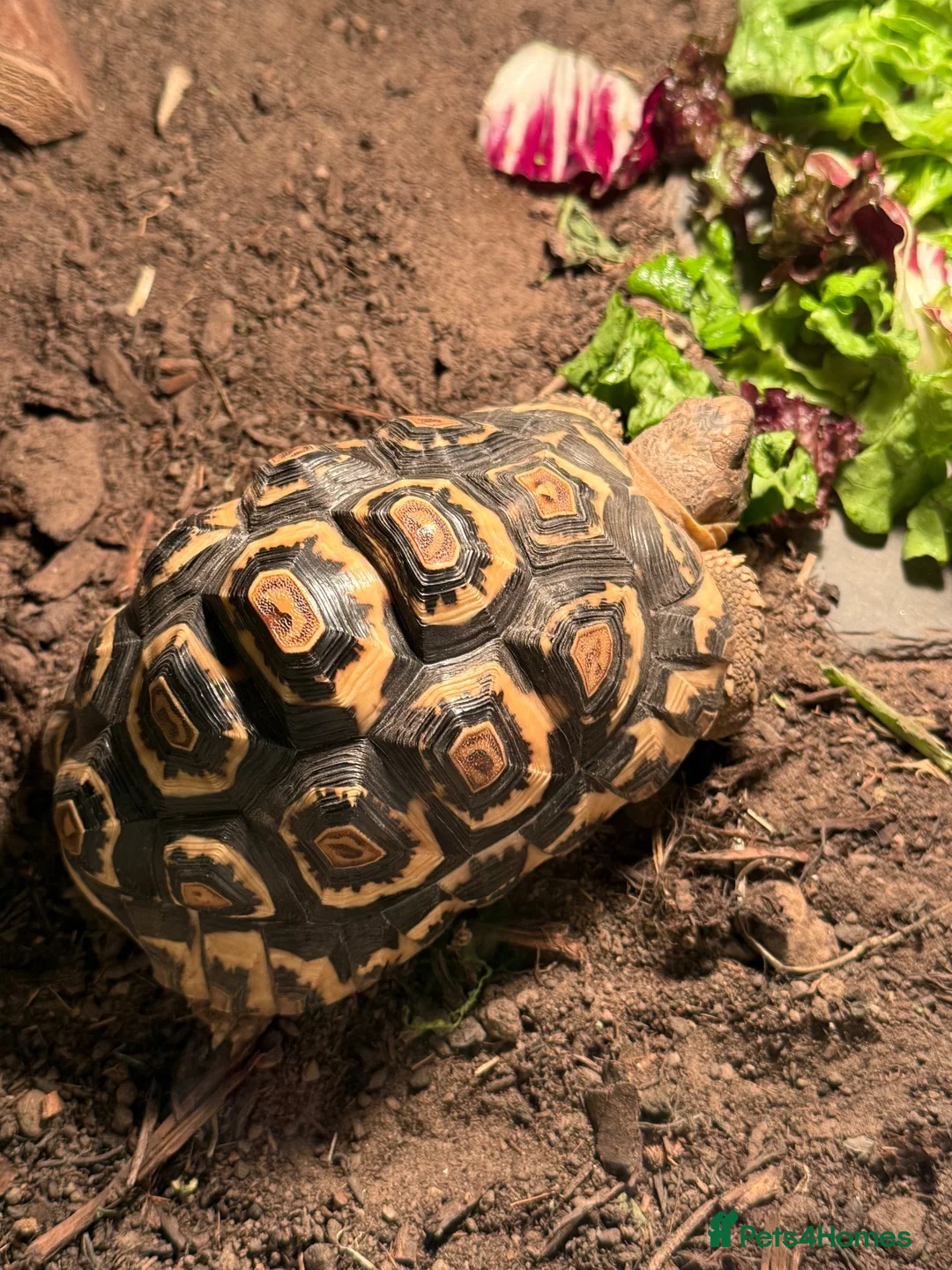 Tortoise reptiles for sale: Leopard tortoises and table plus lights  - Advert 3
