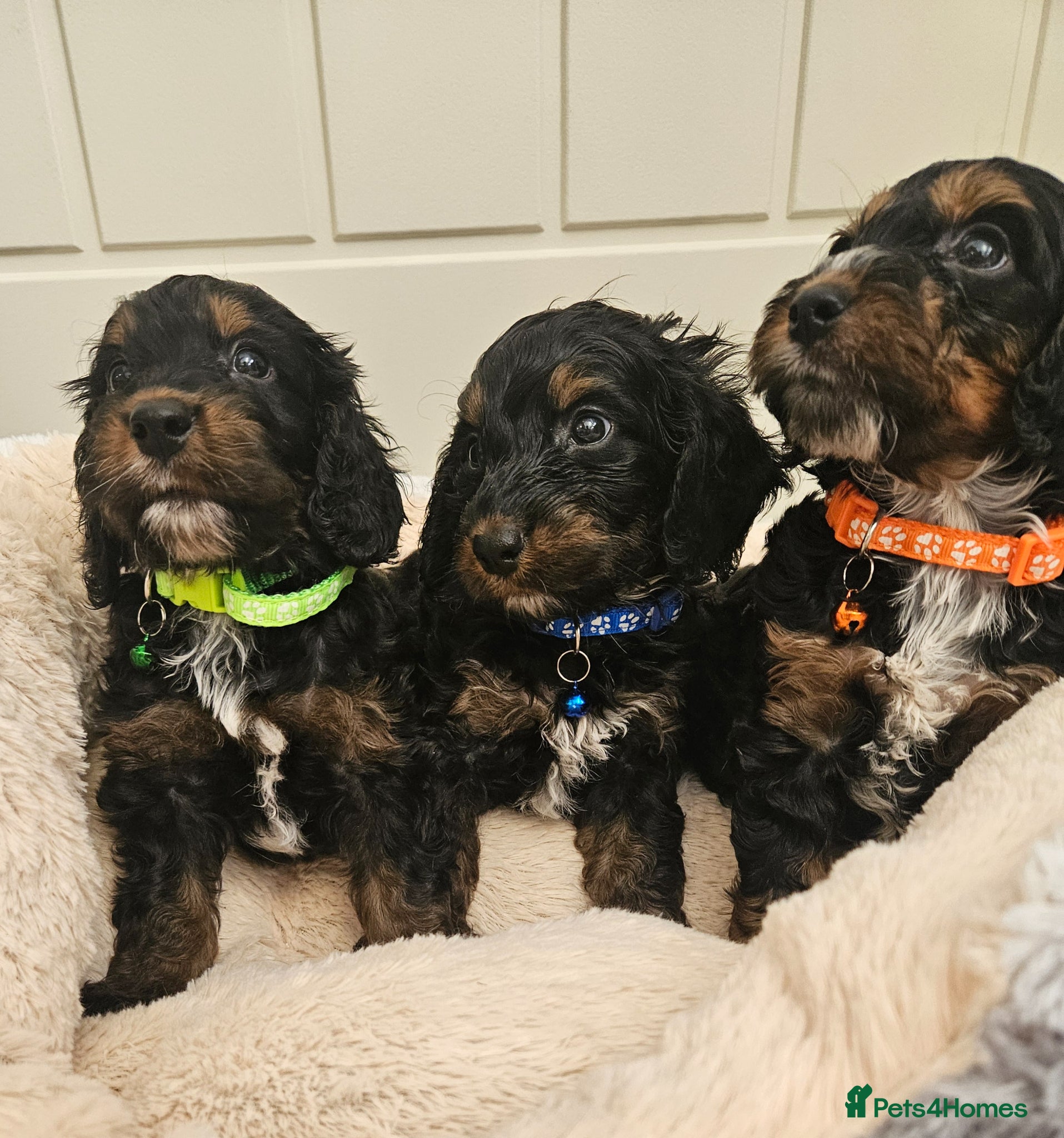 Cockapoo dogs Ready for new homes Saturday, licensed breeder!! - Advert 1