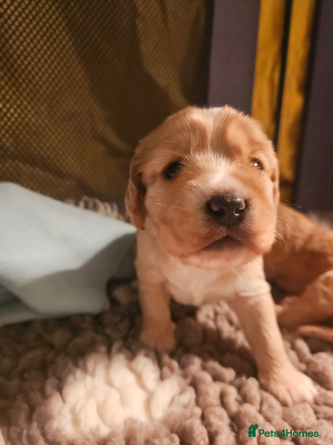 Mixed Breed dogs for sale: Cavapoo girl Ready for forever home - Advert 30