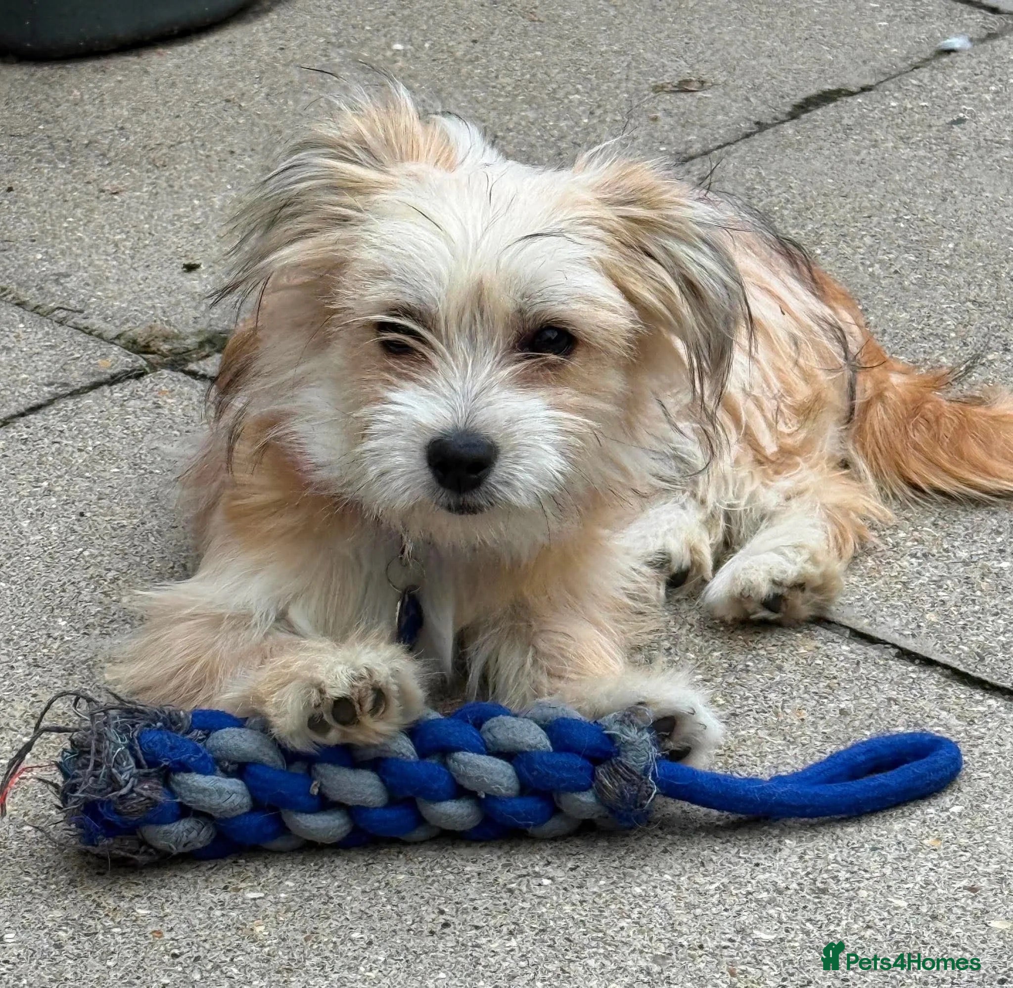 Mixed Breed dogs Amaya 🩷 - Advert 1