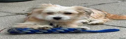 Mixed Breed dogs for adoption: Amaya 🩷 in Witney - Advert 1