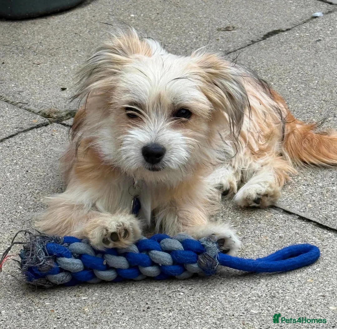 Mixed Breed dogs for adoption: Amaya 🩷 in Witney - Advert 1