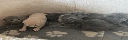 British Shorthair cats for sale: Fluffy kittens looking for loving homes!  - Advert 7