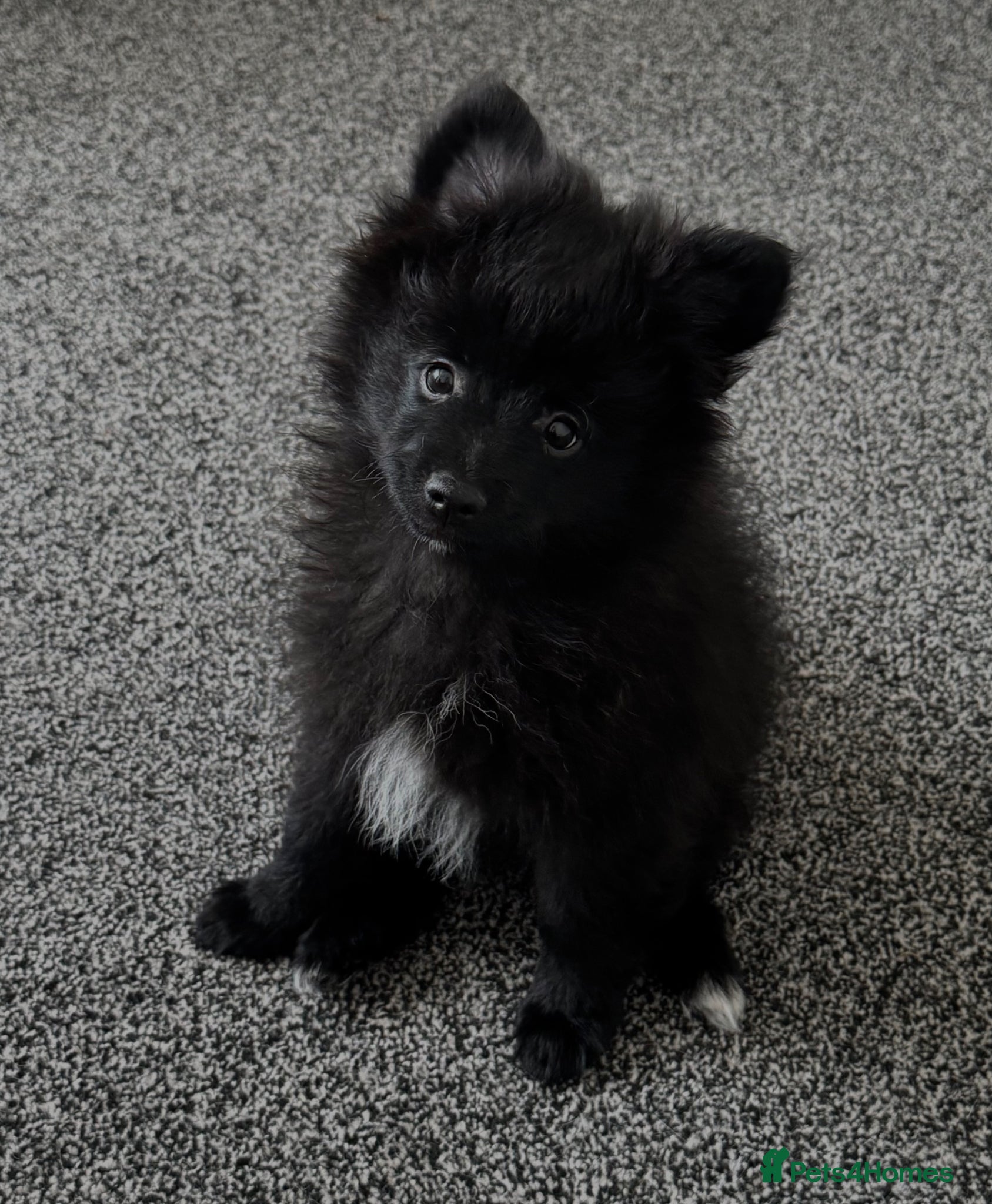 Pomeranian dogs Lovely Pomeranian Puppy Looking for a Home - Advert 2
