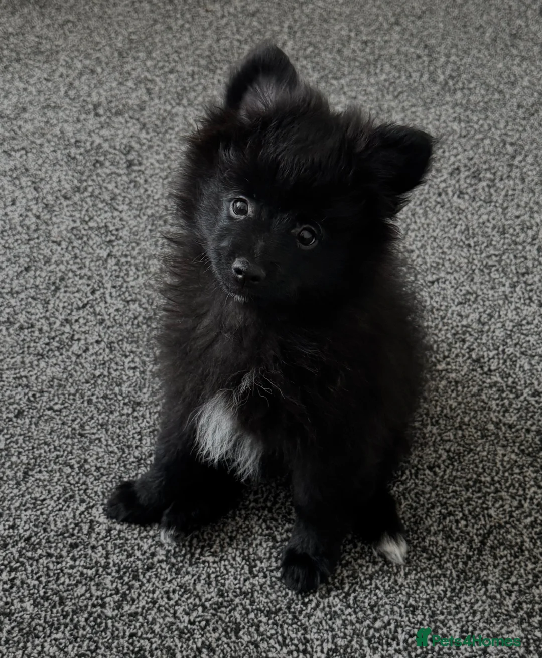 Pomeranian dogs for sale: Lovely Pomeranian Puppy Looking for a Home - Advert 1