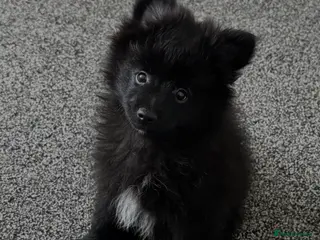 Pomeranian dogs Lovely Pomeranian Puppy Looking for a Home - Advert 2