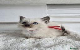 Ragdoll cats for sale: Irresistable Blue Mitted Ragdoll Kittens🙀😻🙀 - Image 17