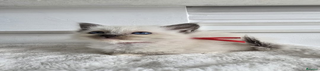 Ragdoll Kitten 6