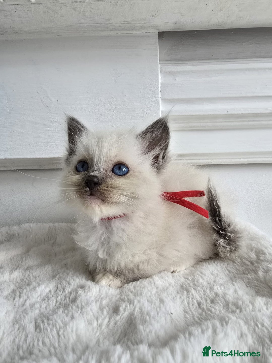 Ragdoll cats for sale: Irresistable Blue Mitted Ragdoll Kittens🙀😻🙀 - Image 17