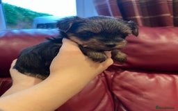 Yorkshire Terrier dogs for sale: Beautiful miniature Yorkie Biewer terriers - Image 27