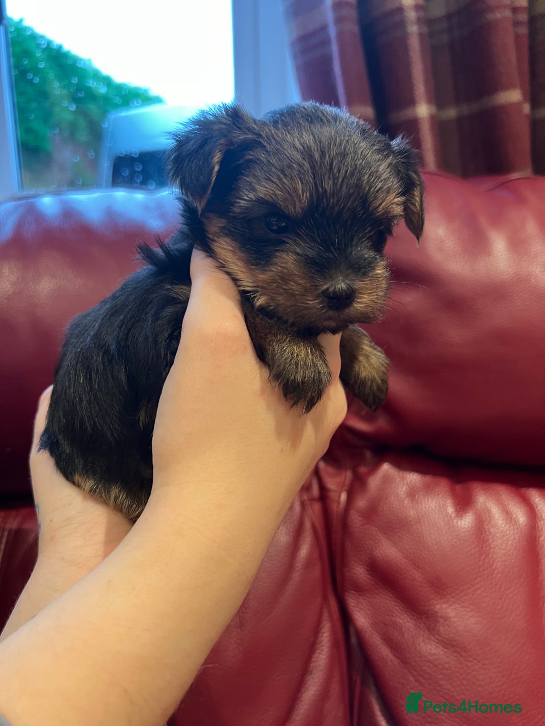 Yorkshire Terrier dogs for sale: Beautiful miniature Yorkie Biewer terriers - Image 27