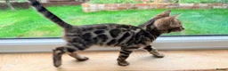 Bengal cats for sale: 🐾 Show quality GCCF Bengal Kittens for Sale 🐾 - Advert 12