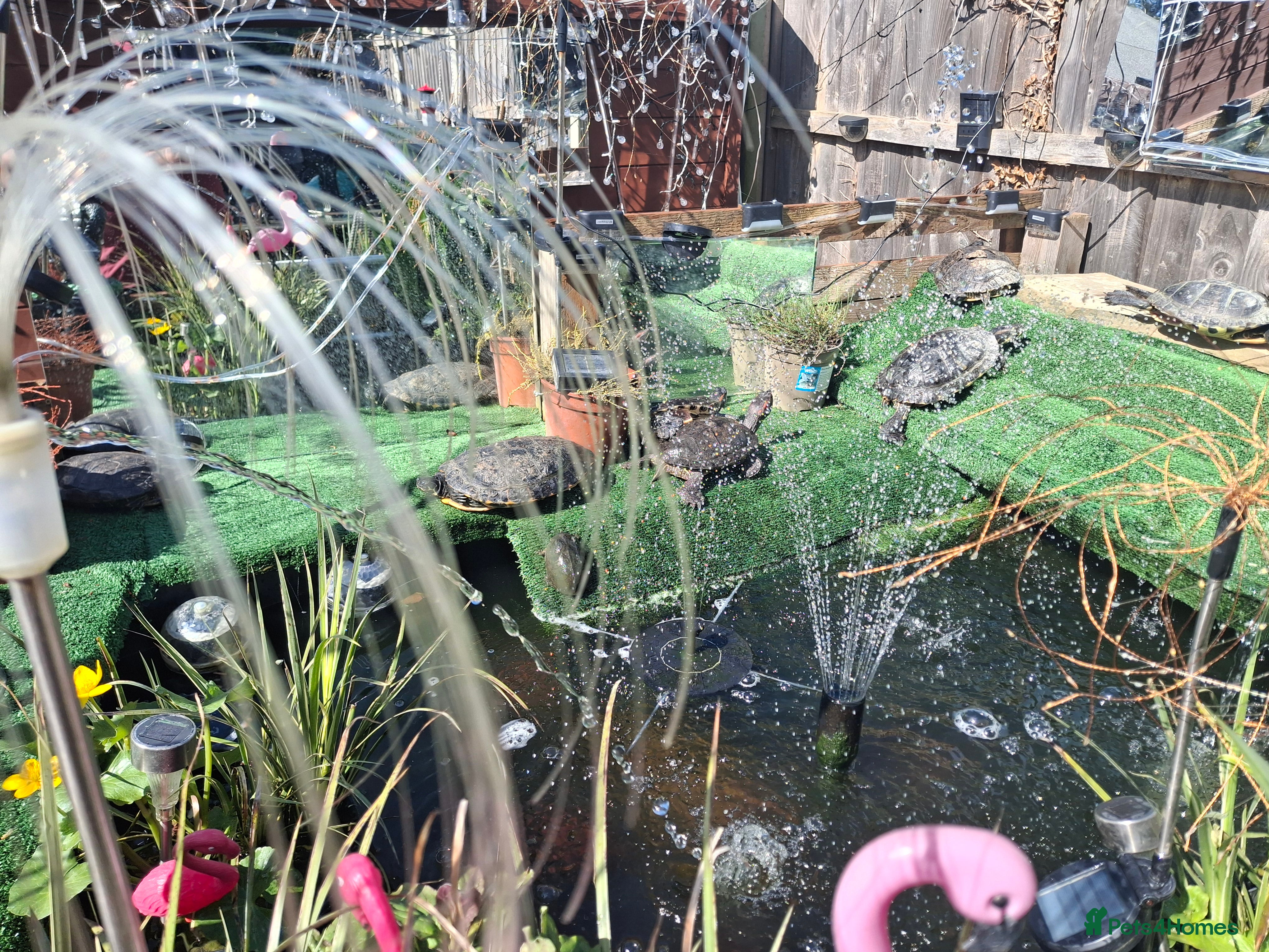 Terrapin reptiles Terrapin and turtle  rehoming  - Advert 1