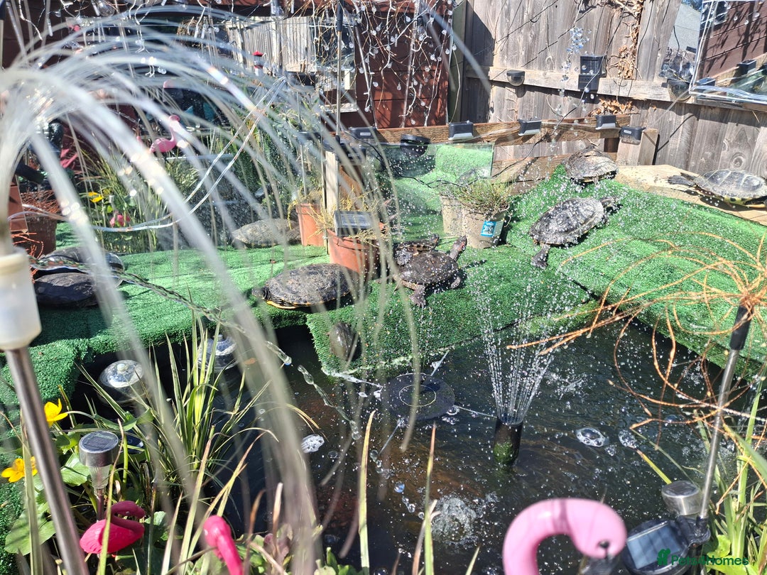 Terrapin reptiles for sale: Terrapin and turtle  rehoming  - Advert 1