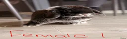 Mini Lop rabbits for sale: MALE AND FEMALE MINI LOPS ADULTS  - Advert 2