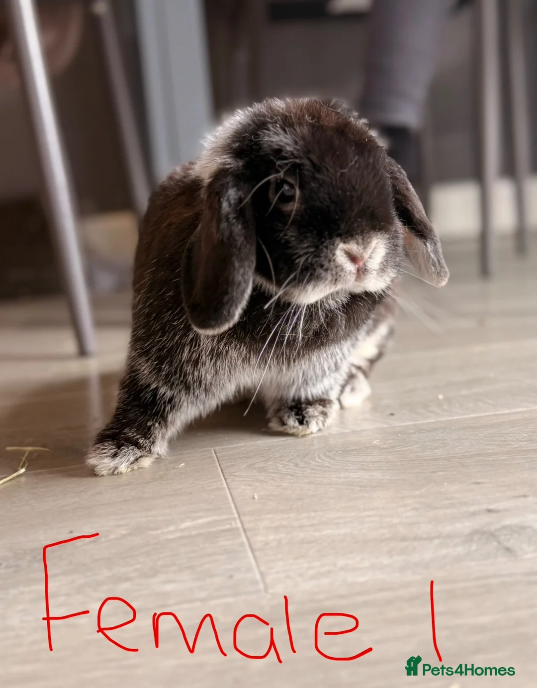 Mini Lop rabbits for sale: MALE AND FEMALE MINI LOPS ADULTS  - Advert 2