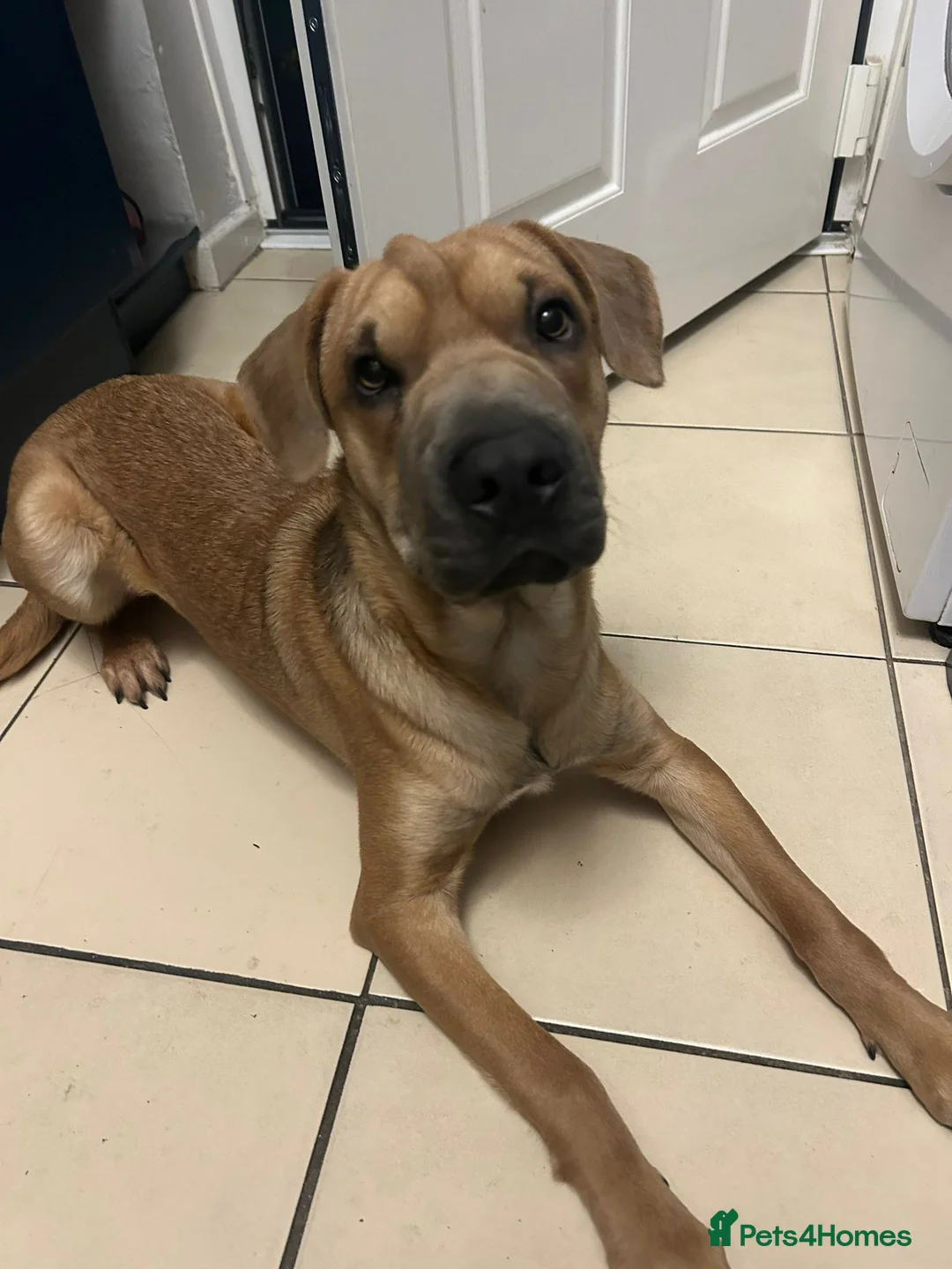 Mixed Breed dogs for sale: Rehoming for a friend  - Advert 1