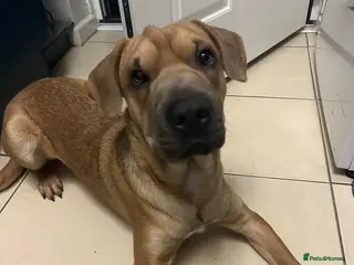 Mixed Breed dogs Rehoming for a friend - Advert 3