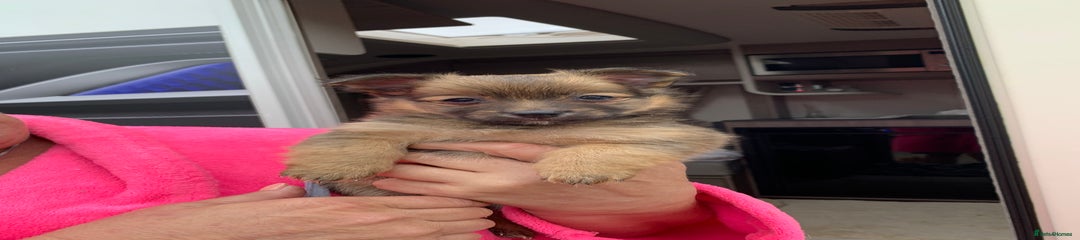 Pom-chi-terrier 4