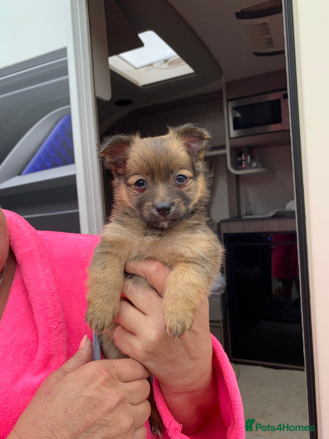 Mixed Breed dogs for sale: Pom-chi-terrier puppy’s 😍  - Image 1