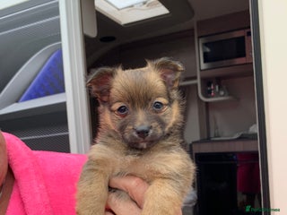 Mixed Breed dogs - Advert 4