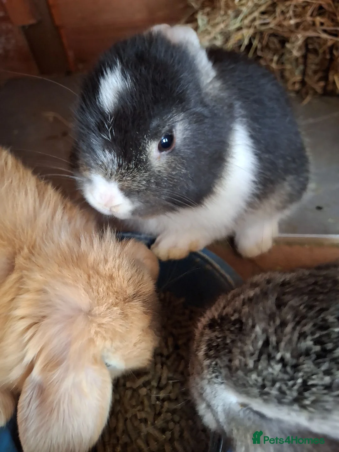 Mini Lop rabbits for sale: Mini lops in Grimsby - Advert 19