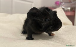 Guinea Pig rodents for sale: Baby Guinea Pig Boars - Image 4