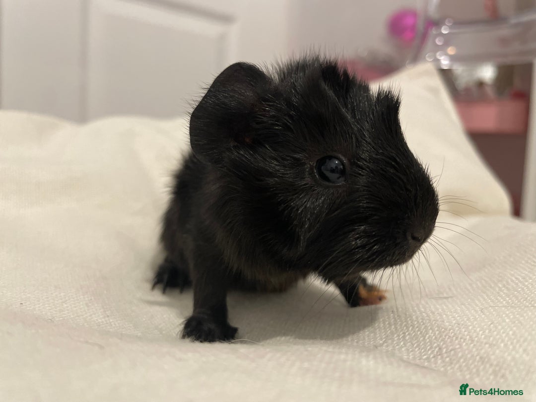 Guinea Pig rodents for sale: Baby Guinea Pig Boars - Image 4
