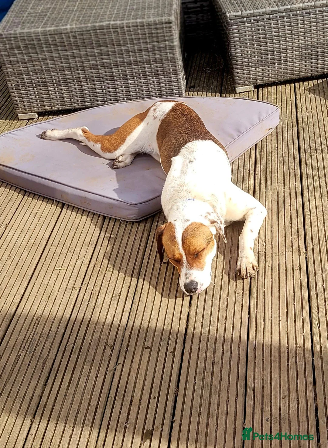Mixed Breed dogs for sale: Rosie in Coatbridge - Advert 6
