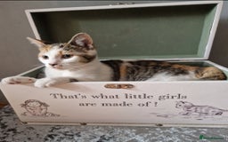 British Shorthair cats for sale: 3 Little Girl Kittens still Looking for new homes! - Image 4