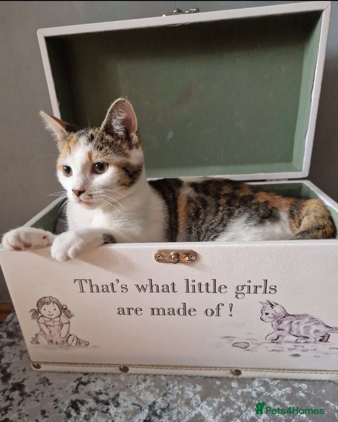 British Shorthair cats for sale: 3 Little Girl Kittens still Looking for new homes! - Image 4