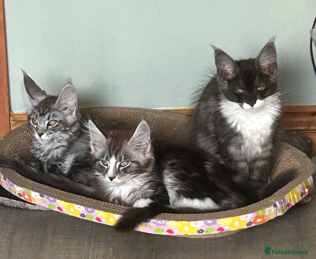 Maine Coon cats for sale: 4 LEFT! Tica registered non active mainecoons - Image 18