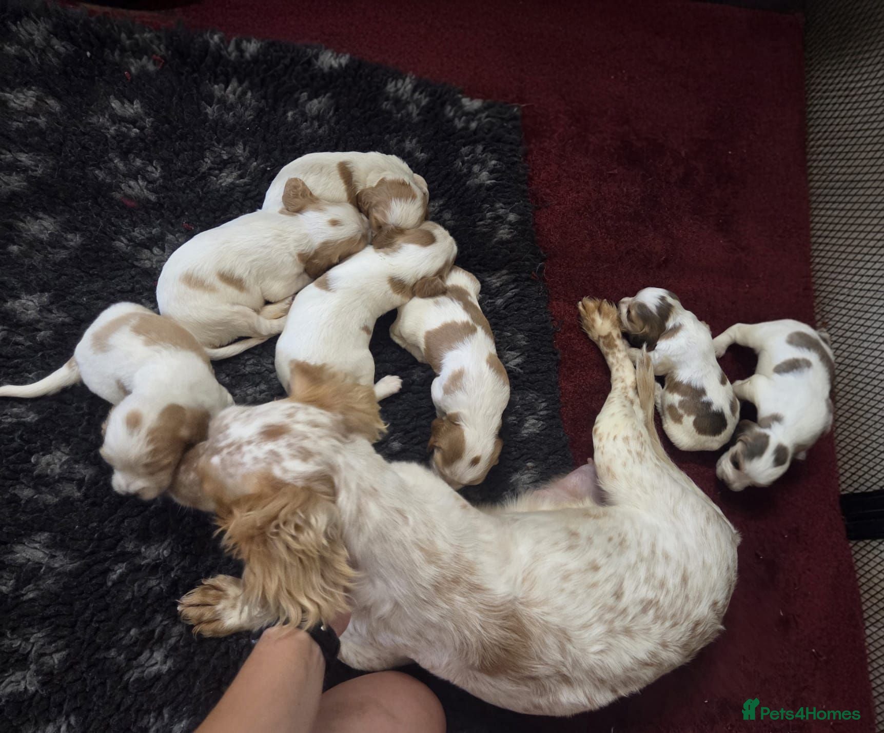 Cocker Spaniel dogs Cocker Spaniel Puppies  - Advert 2