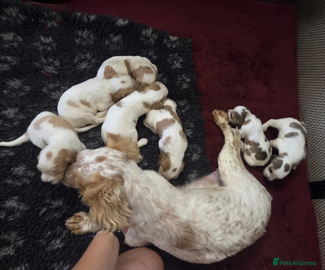 Cocker Spaniel dogs for sale: Cocker Spaniel Puppies  - Advert 2