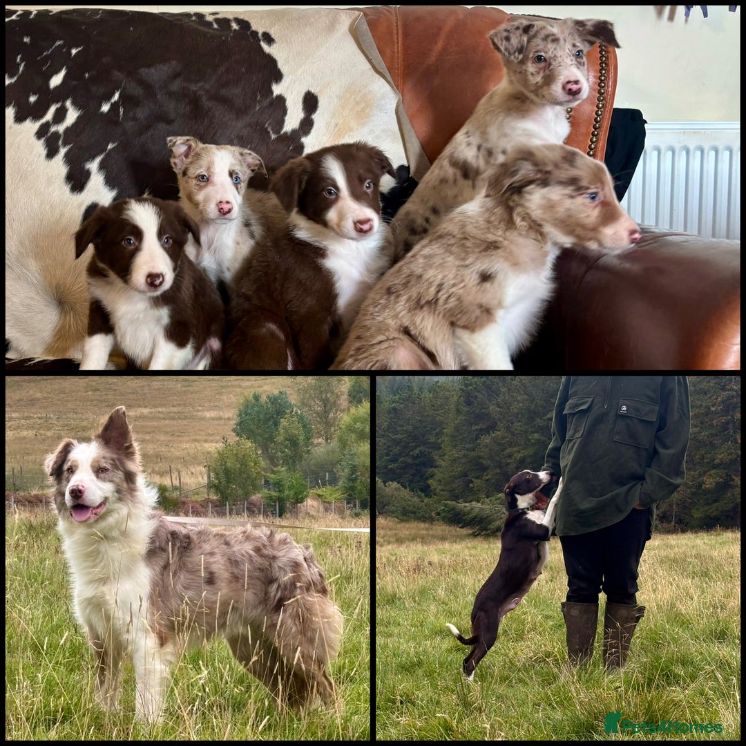 Border Collie dogs for sale: Stunning Merle Border Collie puppies.  - Image 2