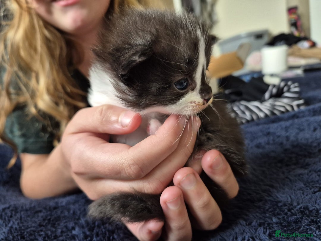 Ragdoll cats for sale: Ragdoll X Kittens  - Image 12