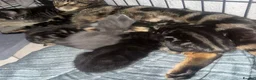 Mixed Breed cats for sale: Gorgeous female grey kitten - Advert 7