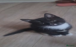 British Shorthair cats for sale: Lovely 1 black and 2 black & white kitten - Image 11