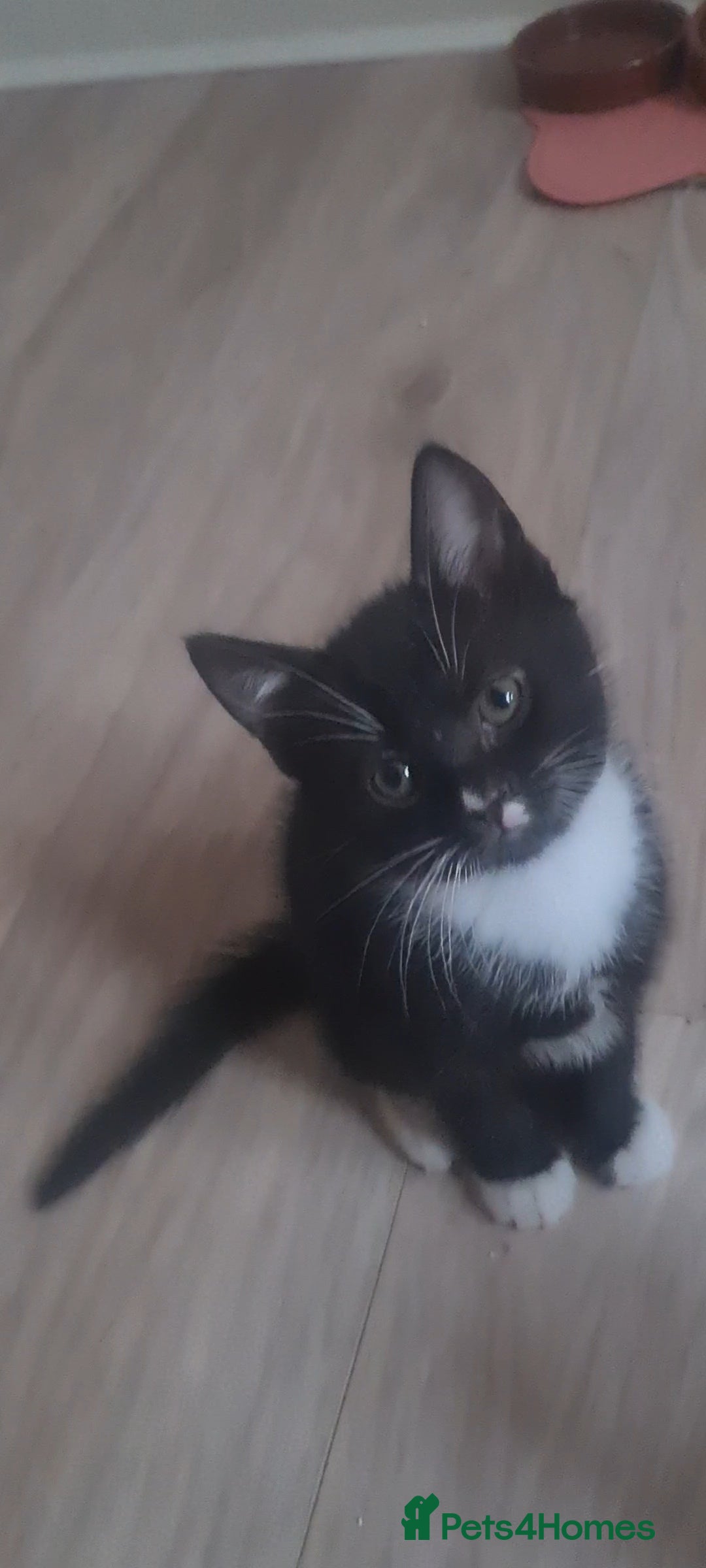 British Shorthair cats for sale: Lovely 1 black and 2 black & white kitten - Image 11