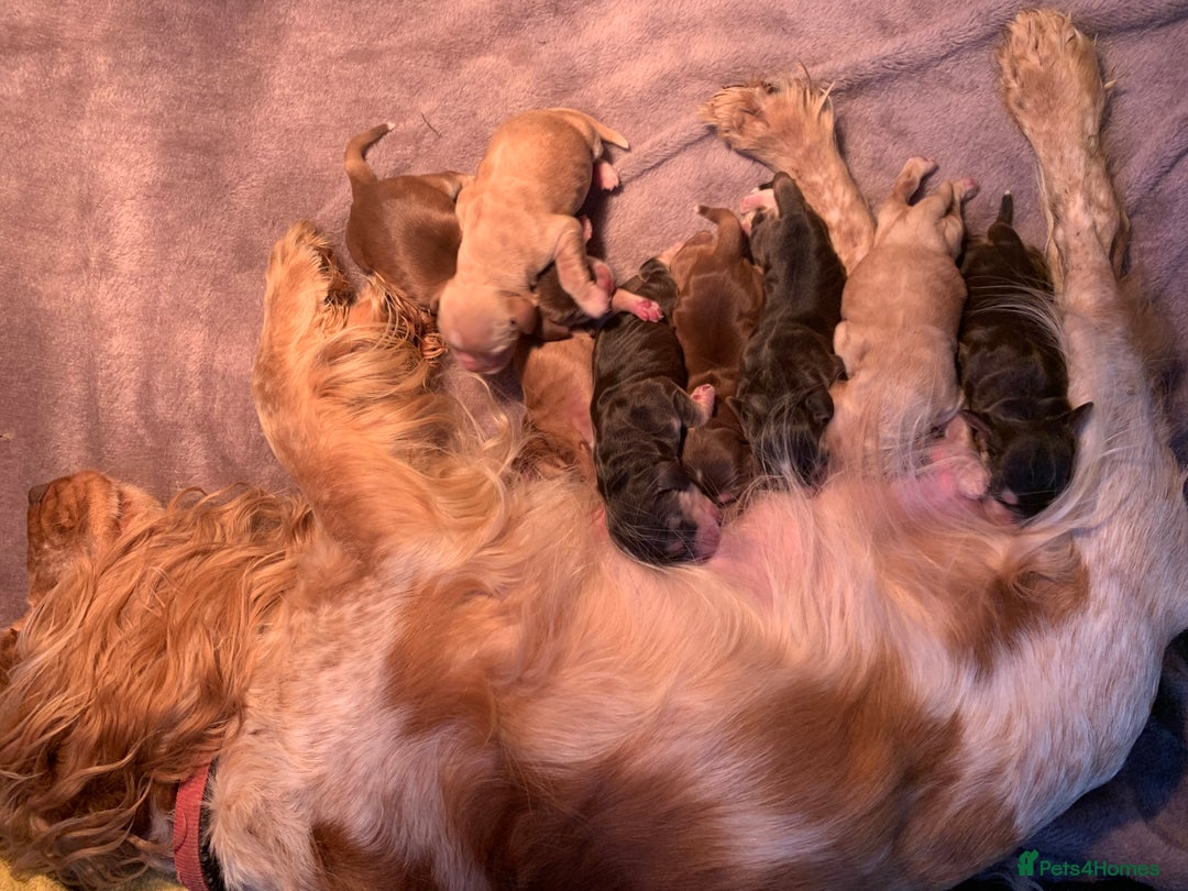 Cocker Spaniel dogs for sale: Show type cocker spaniel puppy’s PRA Clear  - Advert 19