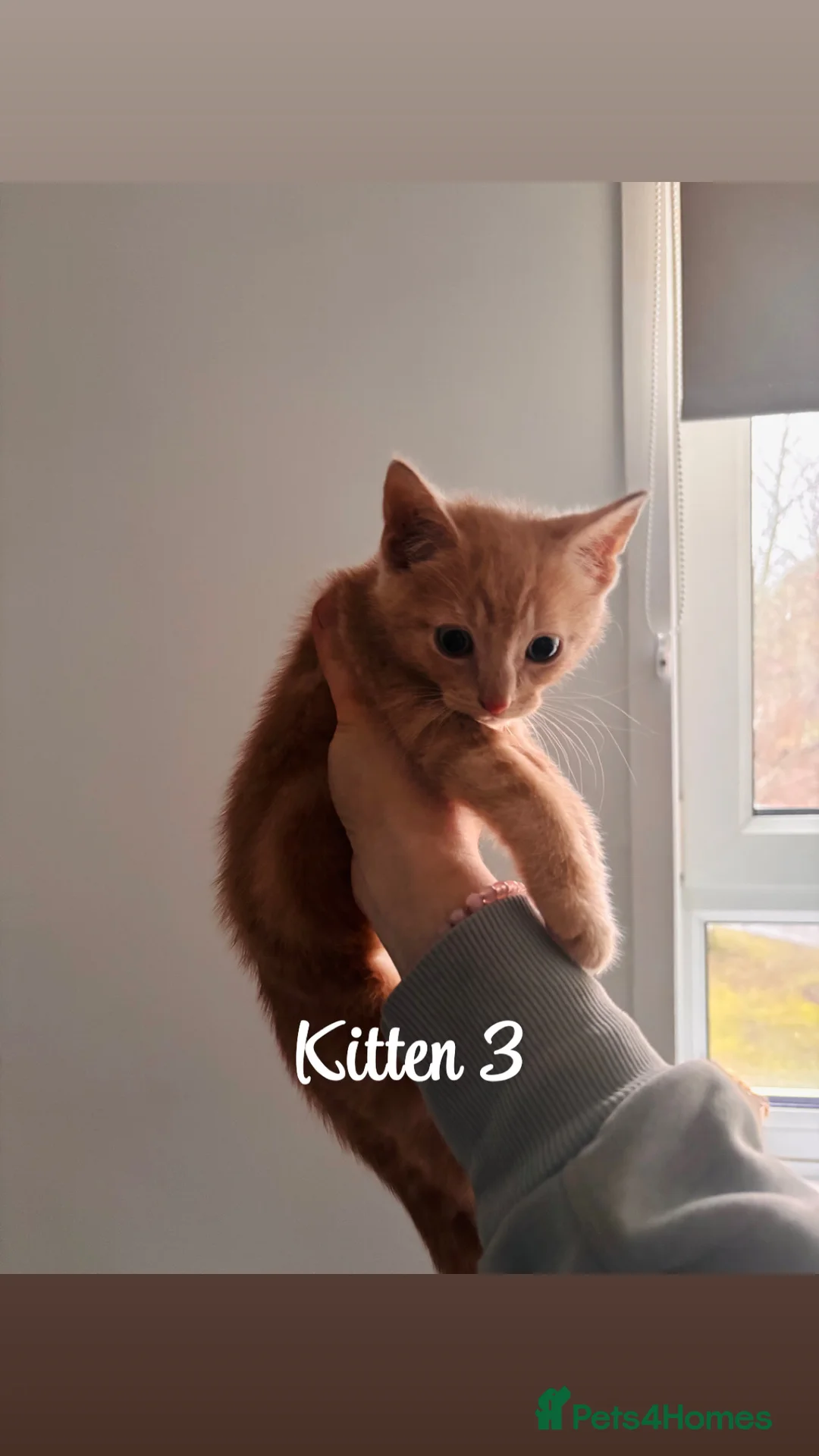 Domestic Shorthair cats for sale: Ginger kittens - Advert 10