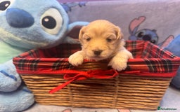 Maltipoo dogs for sale: Fluffballs of Joy 🐾💛 ready to melt your heart! - Image 14