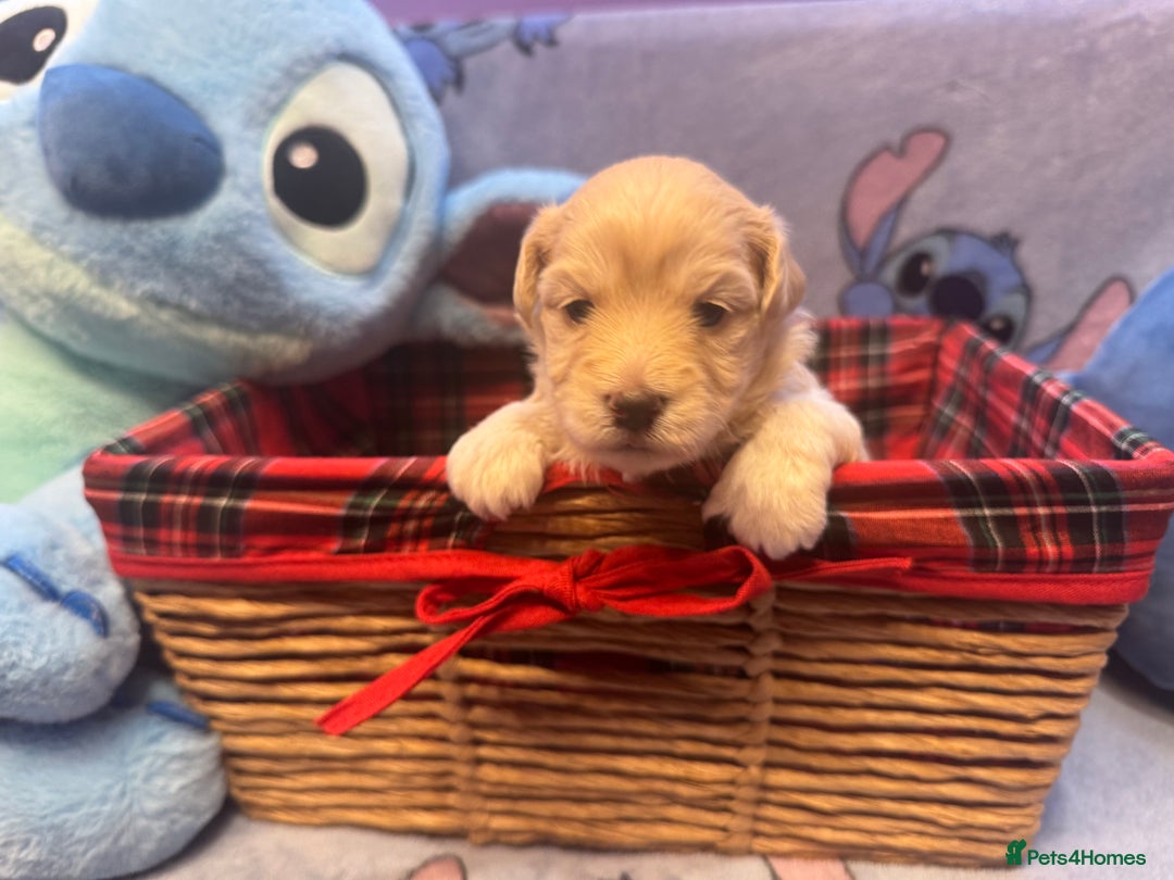 Maltipoo dogs for sale: Fluffballs of Joy 🐾💛 ready to melt your heart! - Image 14