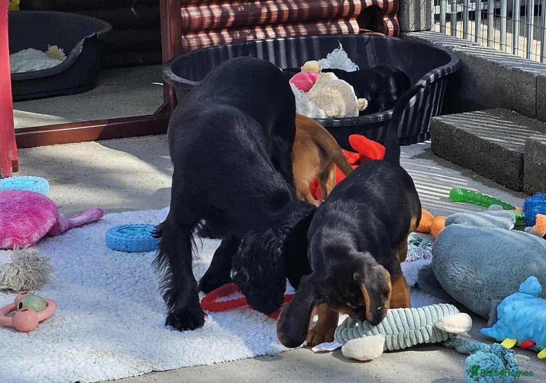 Bocker dogs for sale: Beautiful Bocker Boys - Ready Now - Image 4