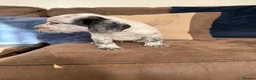 Cocker Spaniel dogs for sale: Beautiful cocker spaniel puppies  - Advert 6
