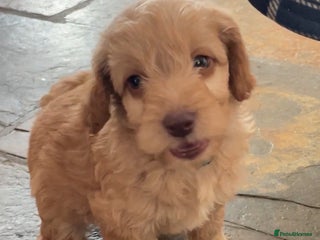Cockapoo dogs 5 ⭐️ genetics F1b cockapoo Apricot with blue eyes - Advert 1