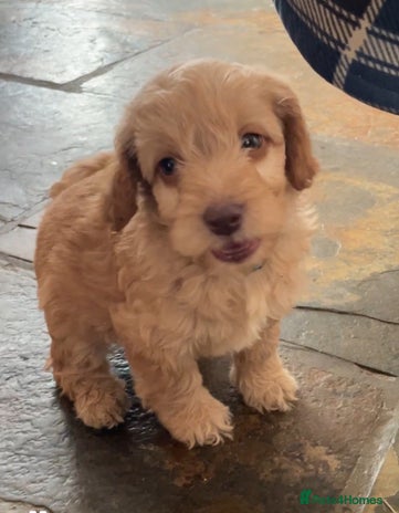 Cockapoo dogs 5 ⭐️ genetics F1b cockapoo Apricot with blue eyes - Advert 3