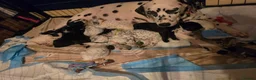 Mixed Breed dogs for sale: Dalmatian x cocker spaniel puppies  - Advert 4