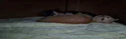 Ragcoon cats for sale: Bouncing beauties ready to go  - Advert 16